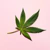 Kép 4/4 - CBD Premium Care balzsam (300 ml)