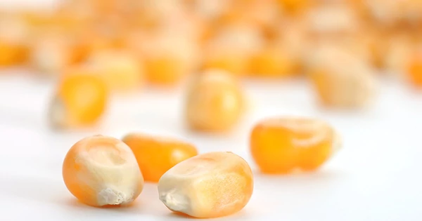 Glükózamin: az ízületek természetes védelmezője