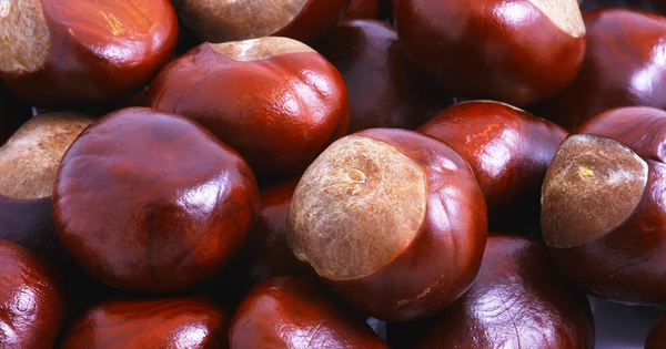 Vadgesztenye: a fáradt lábaknak enyhülést hozó csodaszer