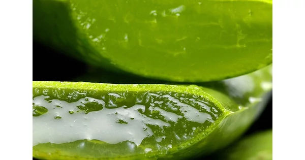 Aloe vera: Egy növény a szépségünkért és egészségünkért